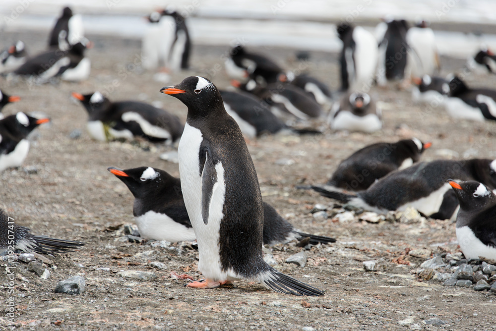 Naklejka premium Gentoo penguin on beach