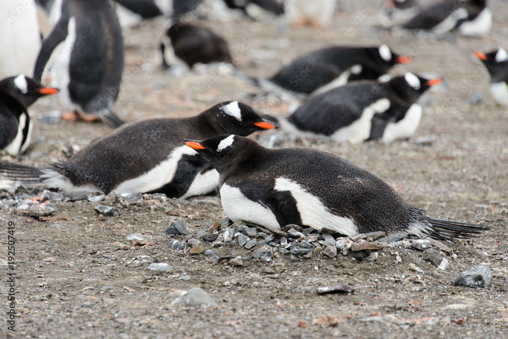 Fototapeta premium Gentoo penguins on beach