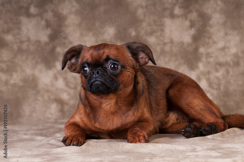 Brabanson dog portrait at studio Brabanson dog portrait at studio
