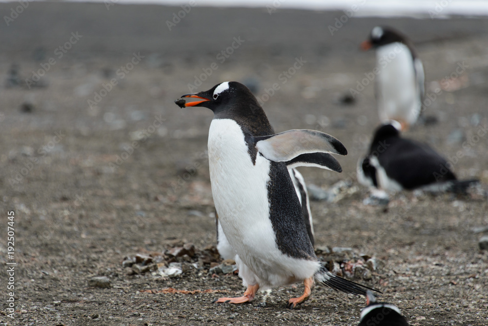 Naklejka premium Gentoo penguin going with stone in beak