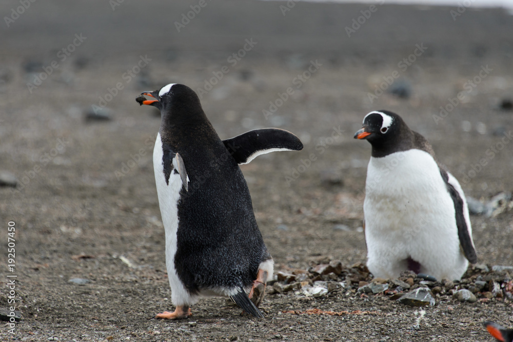 Obraz premium Gentoo penguin going away from back