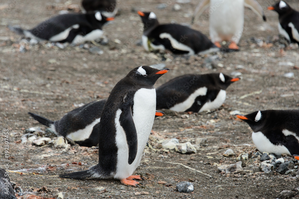 Naklejka premium Gentoo penguins on beach