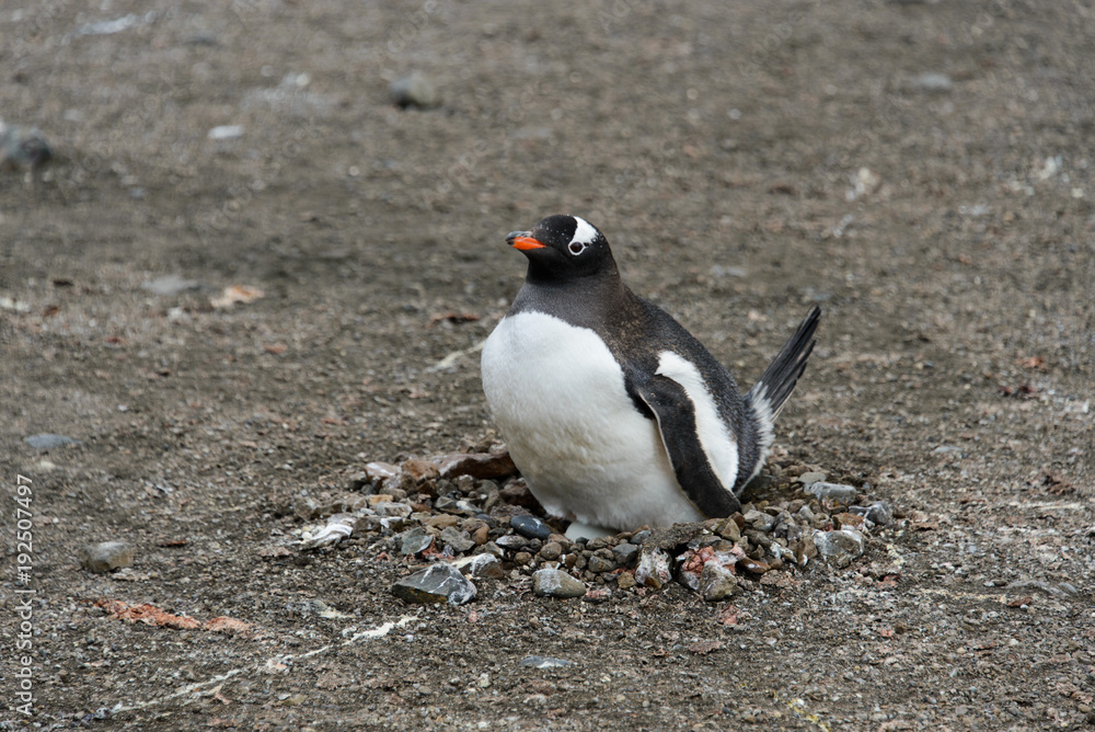 Naklejka premium Gentoo penguin with egg in nest