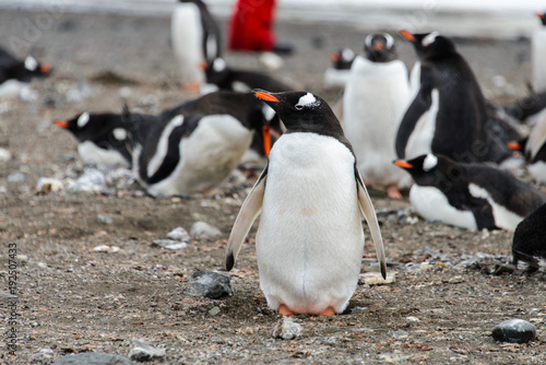 Gentoo penguin on beach