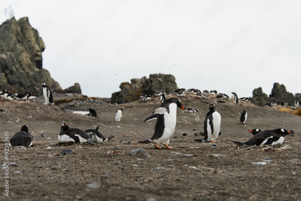 Naklejka premium Gentoo penguin on beach