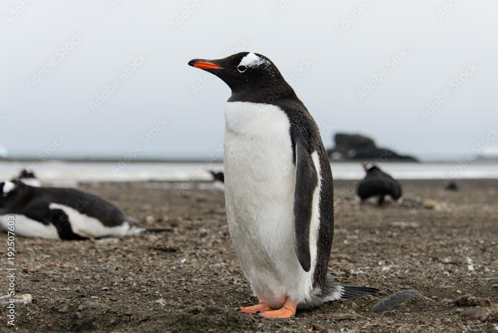 Naklejka premium Gentoo penguin on beach