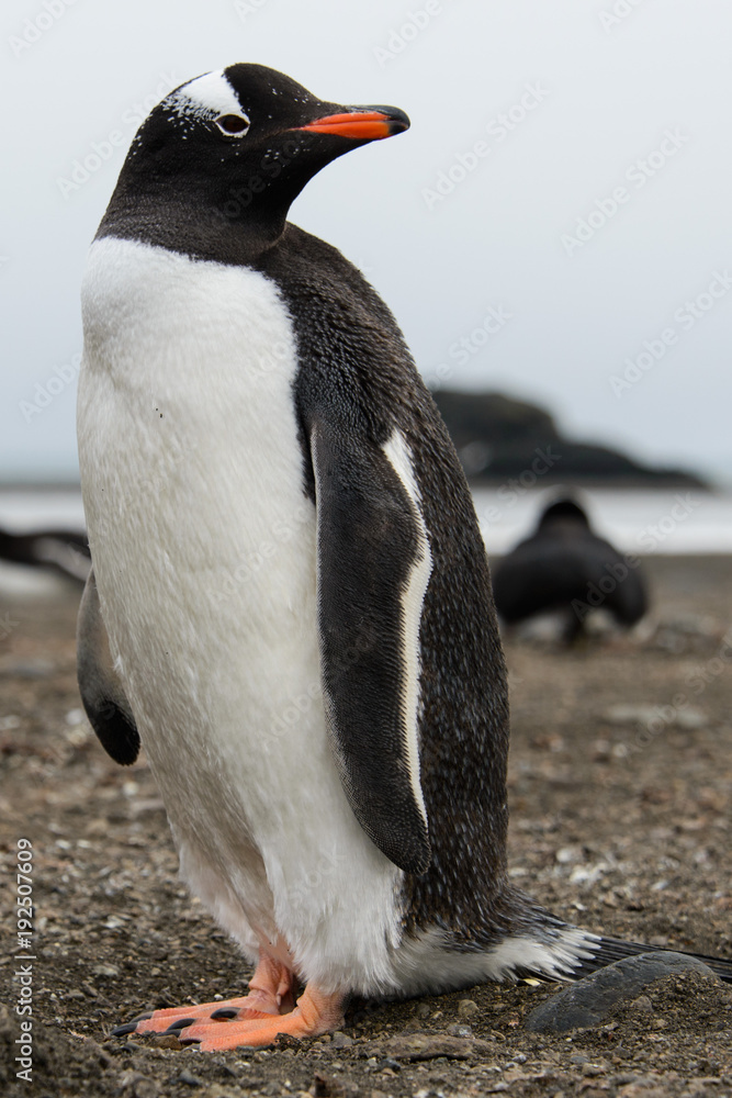 Obraz premium Gentoo penguin on beach