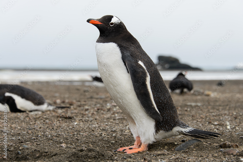 Fototapeta premium Gentoo penguin on beach