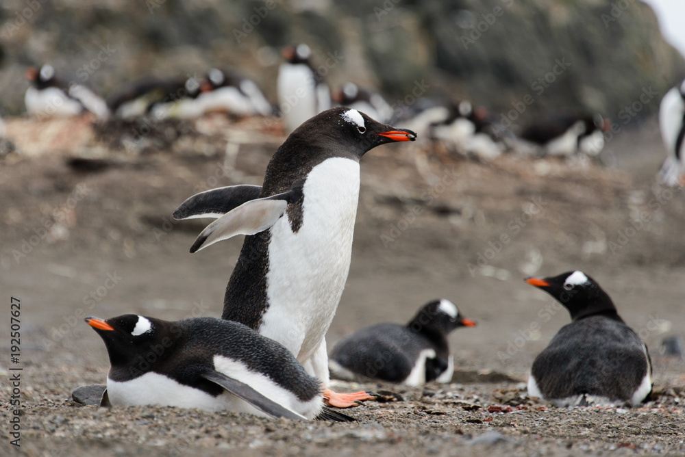 Fototapeta premium Gentoo penguin going with stone in beak