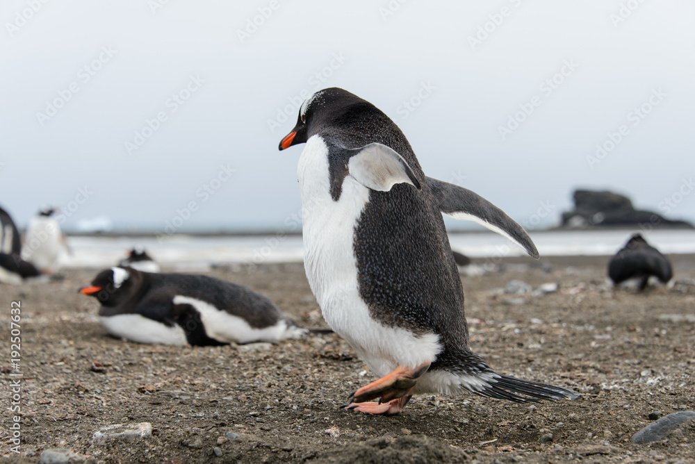 Naklejka premium Gentoo penguin going away from back