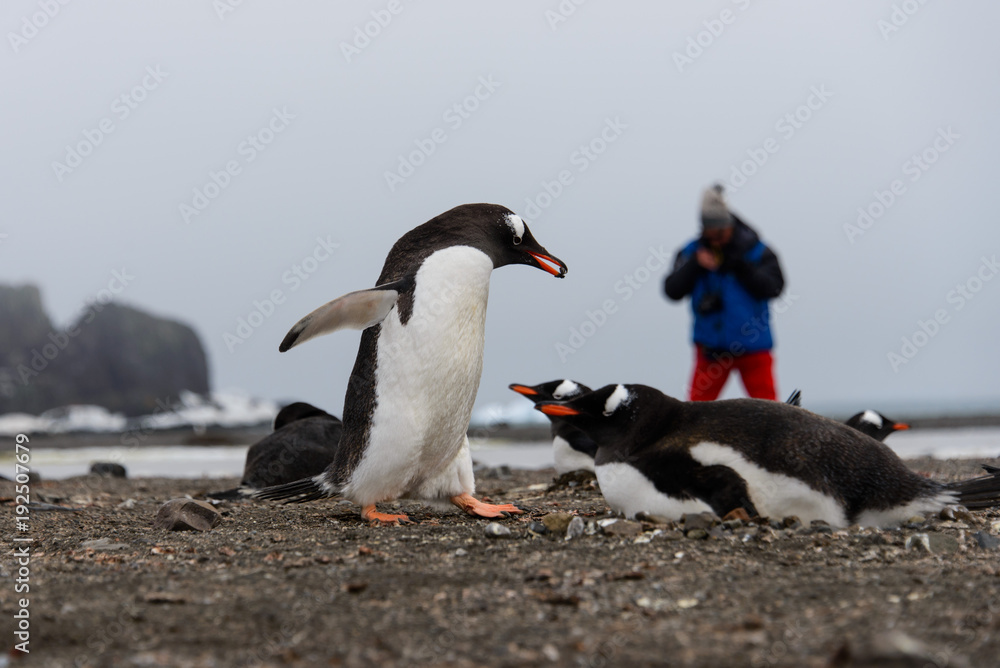 Fototapeta premium Gentoo penguin going with stone in beak