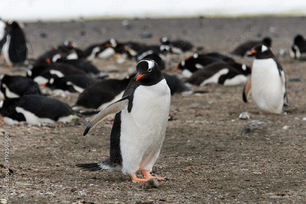 Fototapeta premium Gentoo penguin on beach