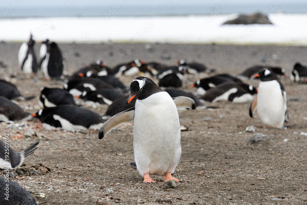 Fototapeta premium Gentoo penguin on beach