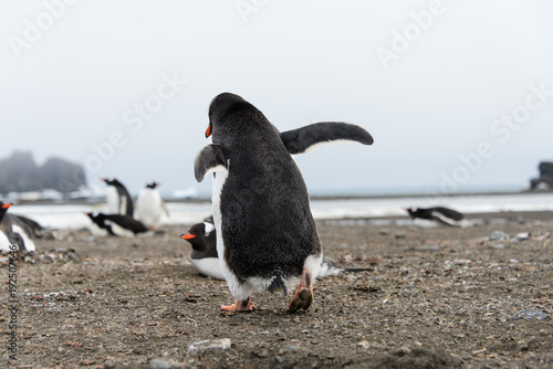 Gentoo penguin going away from back