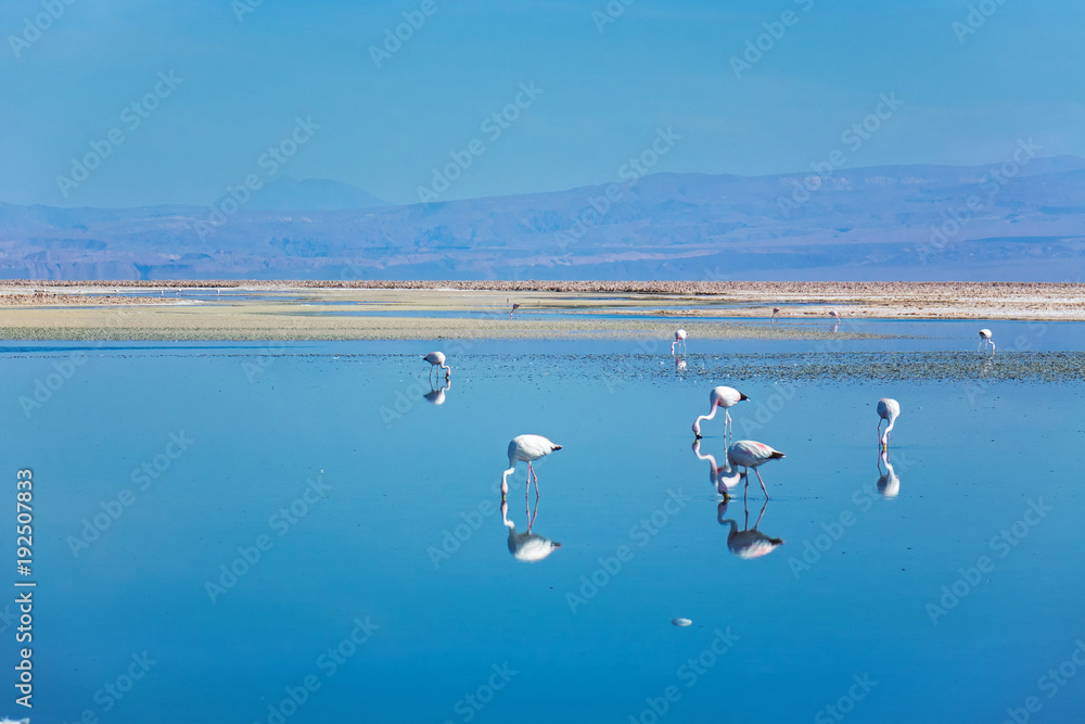 Flamingos in Chaxa lagoon salt lake, Atacama desert, Chile, South America
