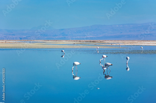 Flamingos in Chaxa lagoon salt lake, Atacama desert, Chile, South America
