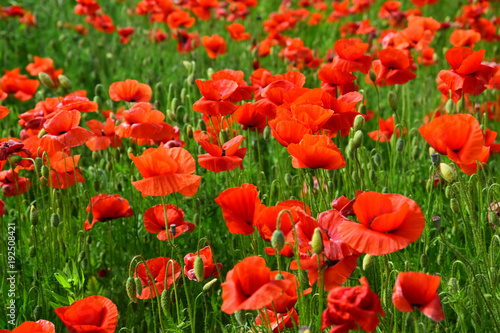 Opium poppy  botanical plant  ecology