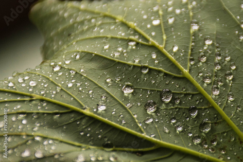 Close-up of raindrops on a leaf