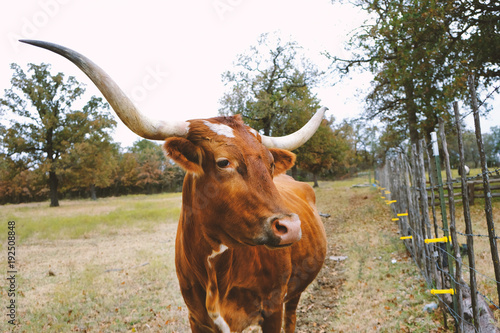 Large longhorn cow on texas farm, shows agriculture cattle for industry.   photo