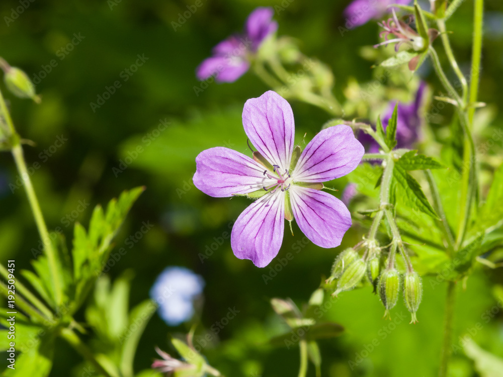 Fototapeta premium Flower of Wood cranesbill or Geranium sylvaticum with defocused background macro, selective focus, shallow DOF