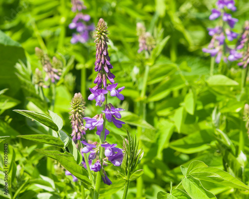 Blooming Fodder or Eastern Galega, Galega Orientalis, in wild close-up, selective focus, shallow DOF