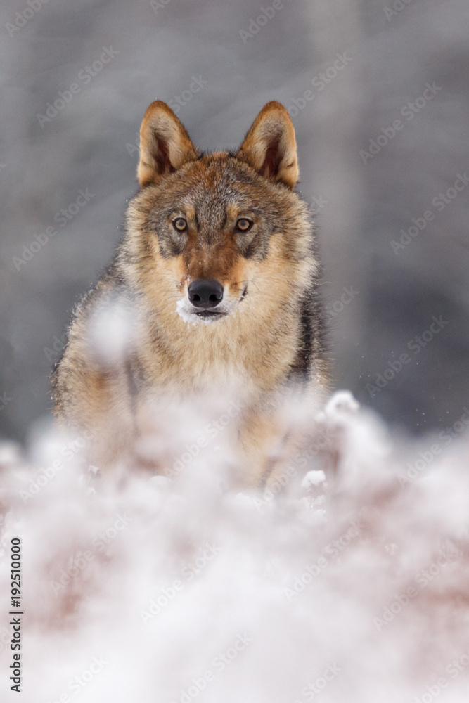 Fototapeta premium Wolf im Schnee