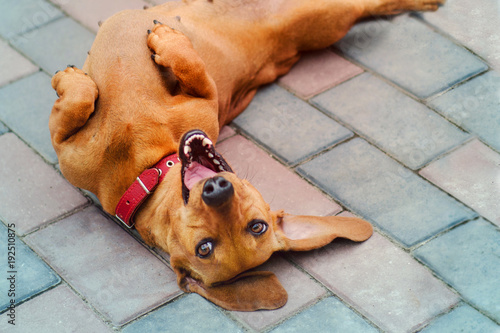 dachshund dog