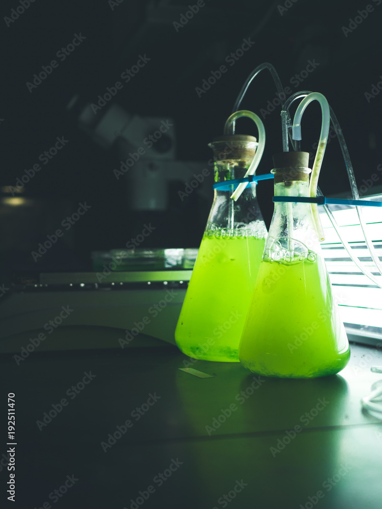 Two green algae cultures growing in glass flasks in a research laboratory with designated grow lights behind them. The glass flasks are one liter and 500 milliliters in size. Two green algae cultures growing in glass flasks in a research laboratory with designated grow lights behind them. The glass flasks are one liter and 500 milliliters in size.
