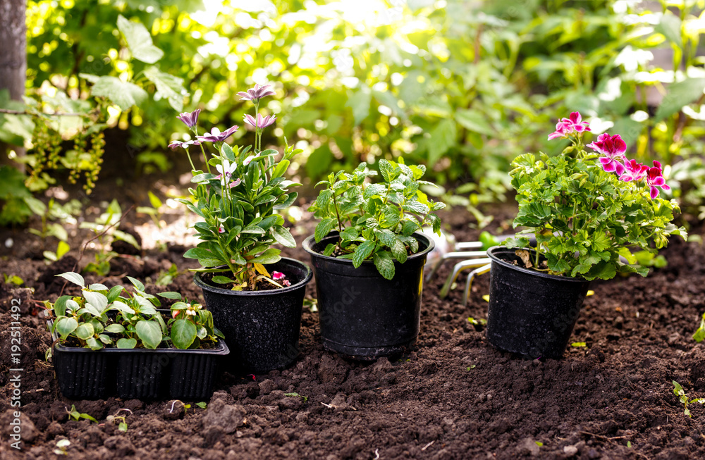 Flowers in pot before planting at backyard. Flowers in pot before planting at backyard.