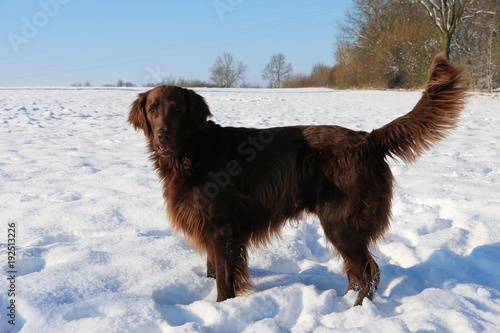 brauner flat coated retriever steht auf einem schneebedeckten feld
