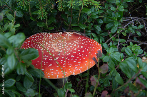 A toadstool in a Finnish forest