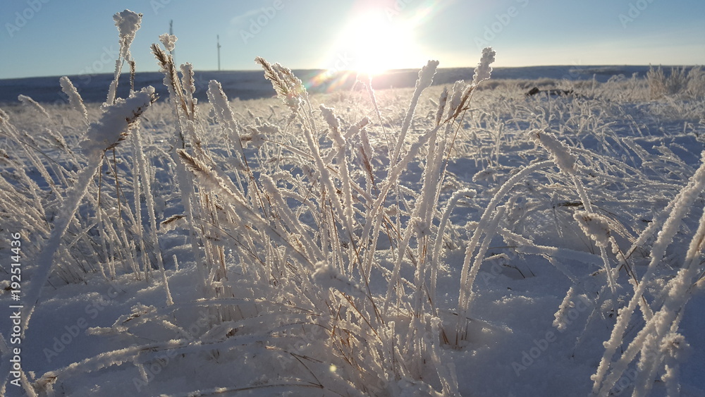 Winter landscape plant covered with snow against the background of sunset. Frozen growths against the background of a snowy field and a blue sky and sun. Dry reeds in the air