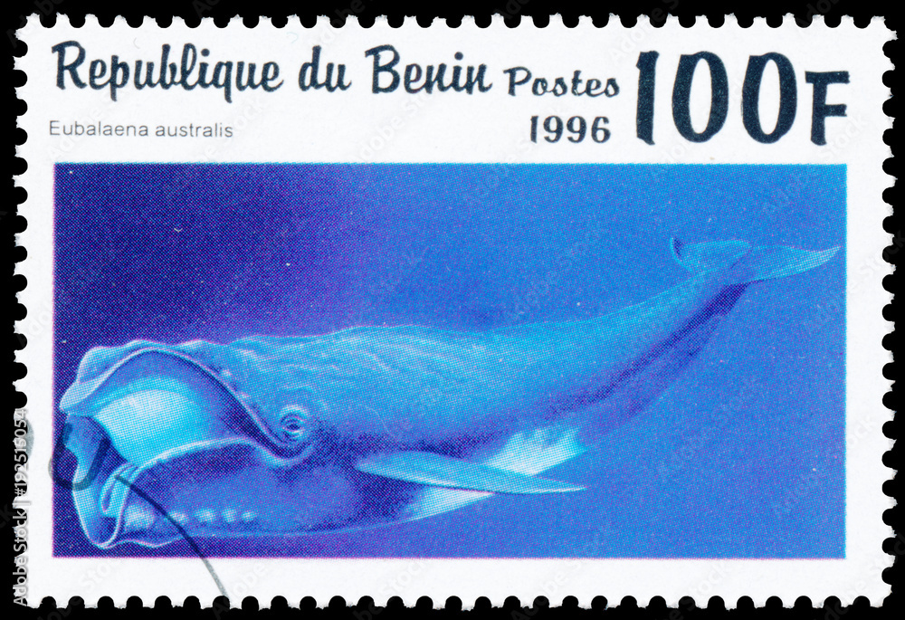 Fototapeta premium Stamp printed in Benin showing Southern Right Whale