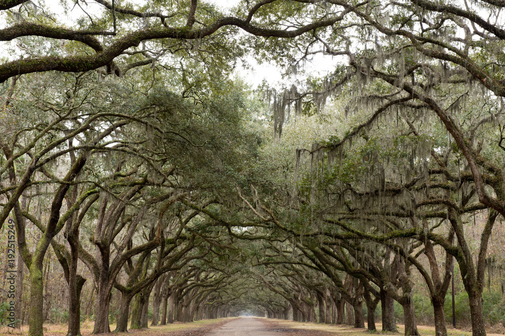 Wooded Drive Wooded Drive