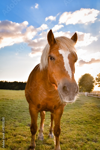 Fototapeta Naklejka Na Ścianę i Meble -  Pferd im Gegenlicht der Sonne, Hochformat