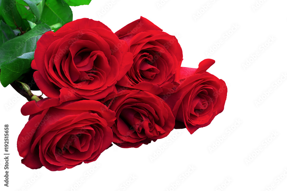 Obraz premium Red or scarlet roses with green leaves. Isolated, white background.