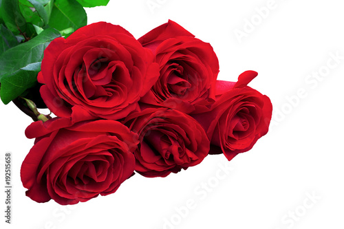 Red or scarlet roses with green leaves. Isolated  white background.