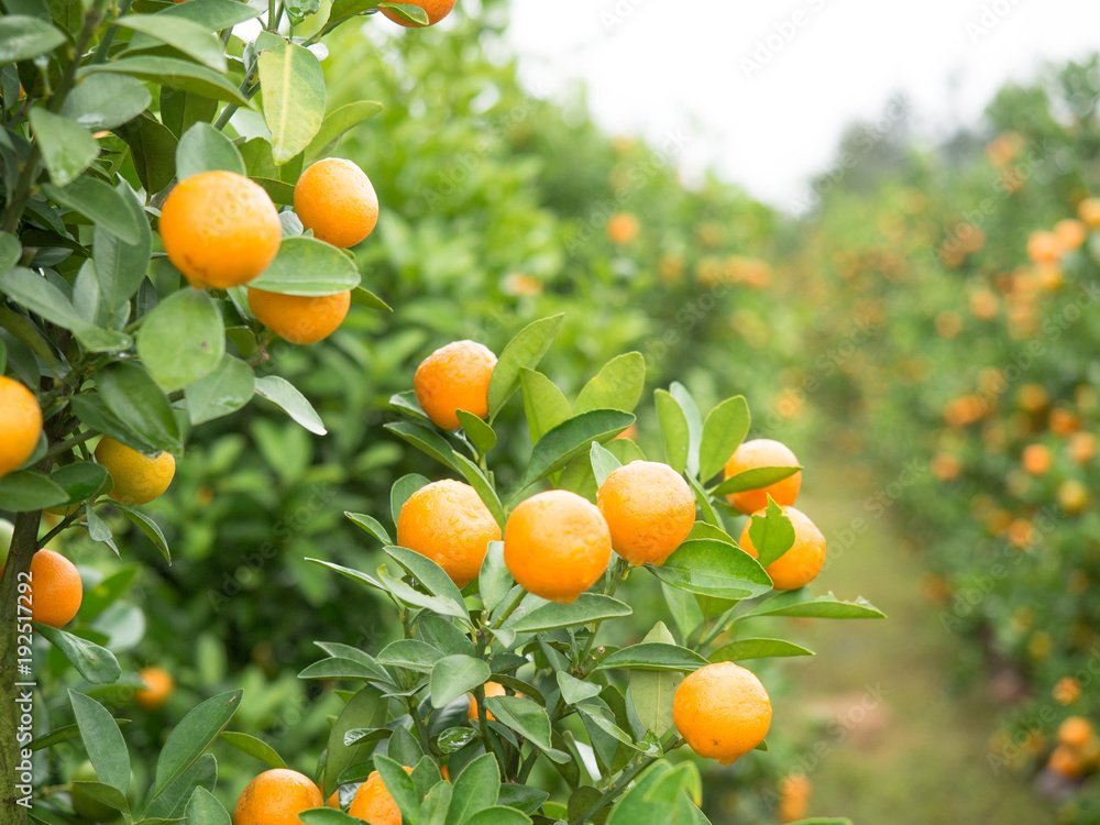 Image of a branch of a citrus tree with foliage and tangerines on the background of a garden Image of a branch of a citrus tree with foliage and tangerines on the background of a garden