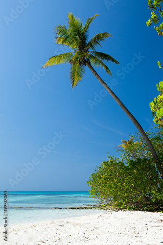 Fototapeta Naklejka Na Ścianę i Meble -  Coconut palm trees on seaside