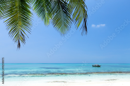 Fototapeta Naklejka Na Ścianę i Meble -  Coconut palm trees on seaside