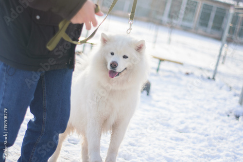 training and handling dogs. A close portrait of a beautiful white dog on a leash. Samoyed on the training with the owner. active and interesting vacation with a pet