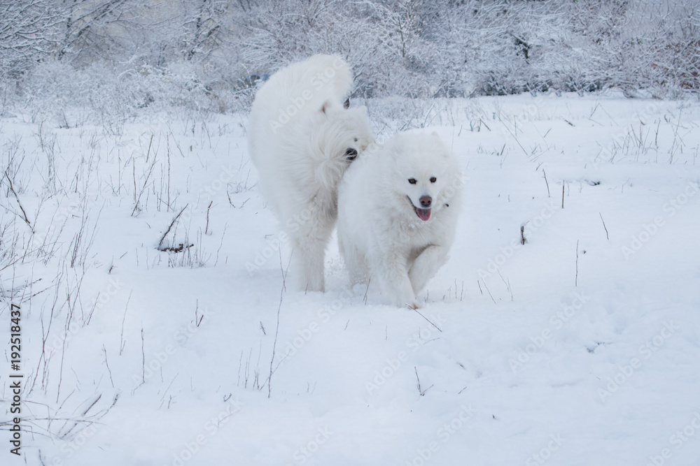 two samoyeds play in the snow. White big fluffy beautiful dogs run and play in the snow-covered field
