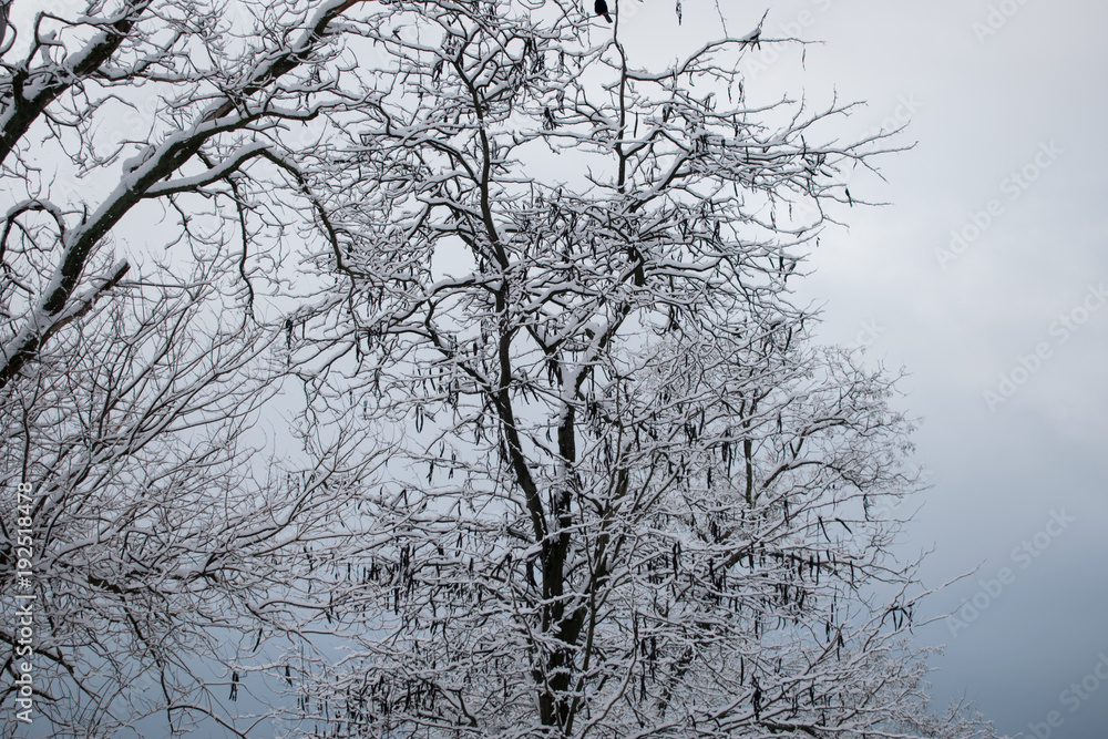 winter trees. Black trees against the sky. Black branches of trees covered with snow. Silhouette of tree, trees. Postcard, wall-paper, decor winter trees. Black trees against the sky. Black branches of trees covered with snow. Silhouette of tree, trees. Postcard, wall-paper, decor