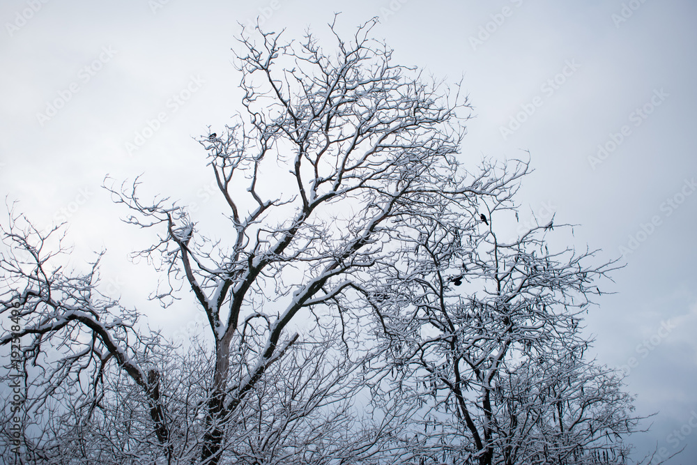 winter trees. Black trees against the sky. Black branches of trees covered with snow. Silhouette of tree, trees. Postcard, wall-paper, decor winter trees. Black trees against the sky. Black branches of trees covered with snow. Silhouette of tree, trees. Postcard, wall-paper, decor