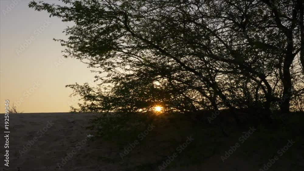 Setting sun shining through thicket of shrub growing on beach Setting sun shining through thicket of shrub growing on beach