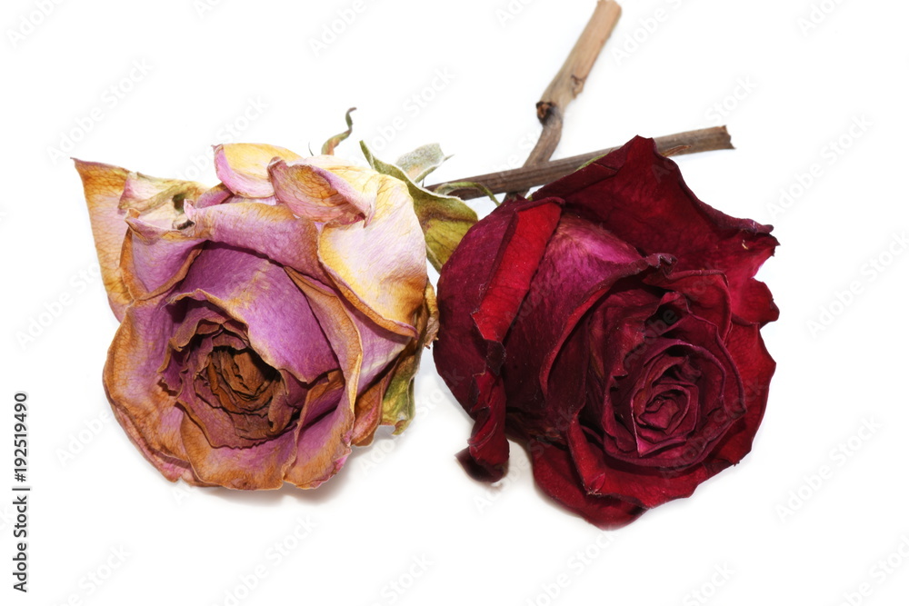 Dried faded pink and red roses on white background Dried faded pink and red roses on white background
