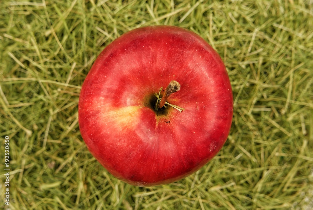 One red apples on a green grass One red apples on a green grass