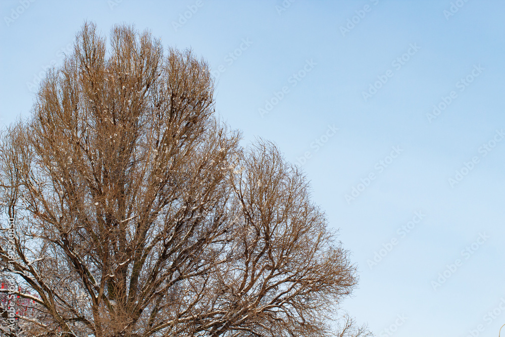 background of trees for a double exposure, trees against the sky, branches on a homogeneous blue background, many branches, branches in snow, snow on branches, snow on trees background of trees for a double exposure, trees against the sky, branches on a homogeneous blue background, many branches, branches in snow, snow on branches, snow on trees