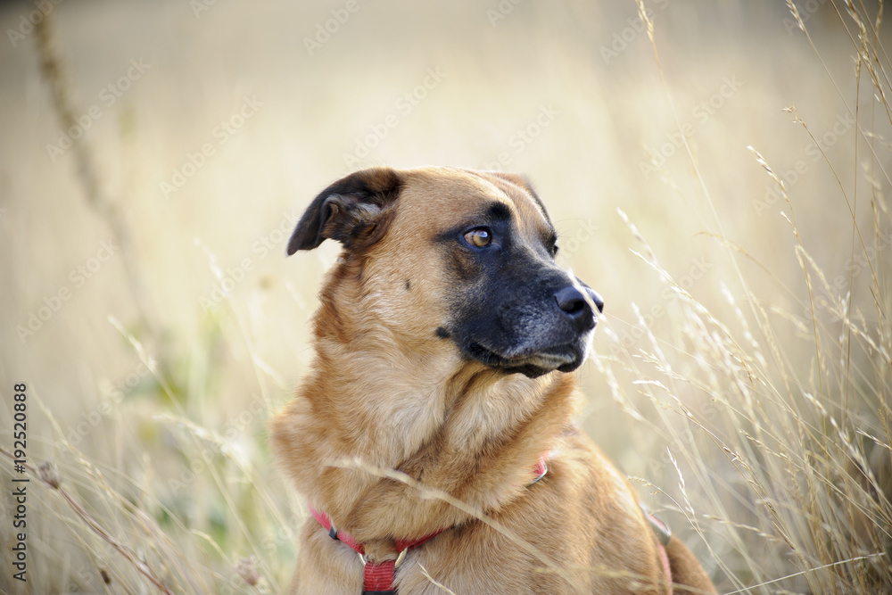 Dog with natural pose, outdoor portrait in field