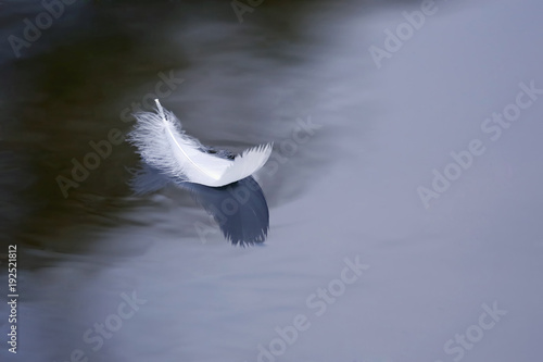 Fototapeta Naklejka Na Ścianę i Meble -  bird floats on the water surface